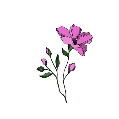 Vektör Keten çiçek botanik çiçekler. Siyah ve beyaz oyulmuş mürekkep sanatı. İzole keten illüstrasyon elemanı.