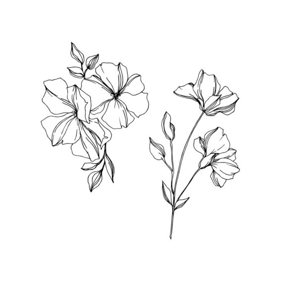 Vector Flax floral botanical flowers. Black and white engraved ink art. Isolated flax illustration element.