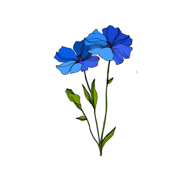 Vector Flax floral botanical flowers. Blue and green engraved ink art. Isolated flax illustration element.