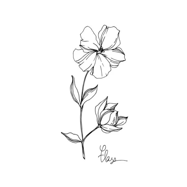 Vector Flax flores botánicas florales. Tinta grabada en blanco y negro. Elemento aislado de ilustración de lino . — Archivo Imágenes Vectoriales