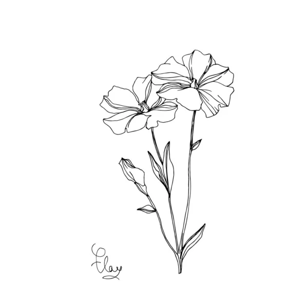 Vector Flax flores botánicas florales. Tinta grabada en blanco y negro. Elemento aislado de ilustración de lino . — Archivo Imágenes Vectoriales