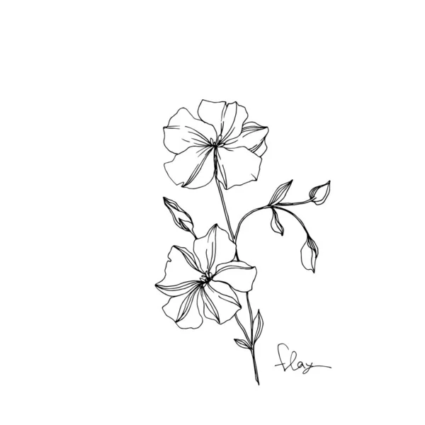 Vektor Flachs florale botanische Blumen. Schwarz-weiß gestochene Tuschekunst. isoliertes Flachs-Illustrationselement. — Stockvektor