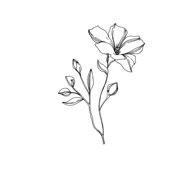 Vector Flax flores botánicas florales. Tinta grabada en blanco y negro. Elemento aislado de ilustración de lino . — Vector de stock