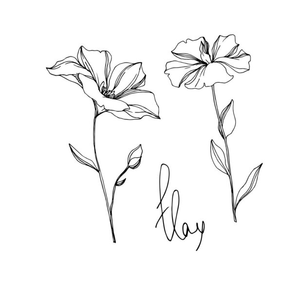 Vector Flax цветочные ботанические цветы. Черно-белый рисунок чернил. Изолированный льняной иллюстрационный элемент
.
