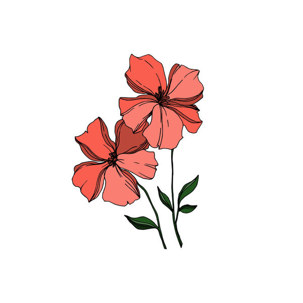 Vector Flax floral botanical flowers. Black and white engraved ink art. Isolated flax illustration element.