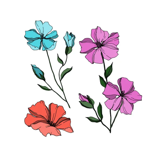 Vector Flax flores botánicas florales. Tinta grabada en blanco y negro. Elemento aislado de ilustración de lino . — Vector de stock