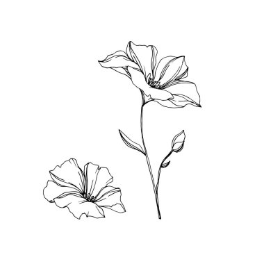 Vektör Keten çiçek botanik çiçekler. Siyah ve beyaz oyulmuş mürekkep sanatı. İzole keten illüstrasyon elemanı.