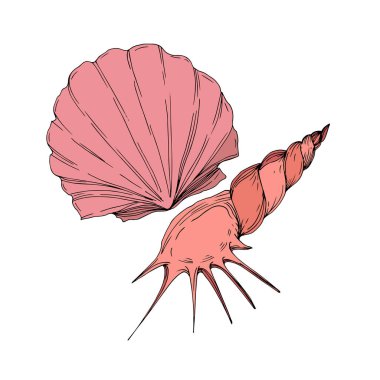 Vektör Yaz plaj deniz kabuğu tropikal unsurlar. Oyulmuş mürekkep sanatı. Yalıtılmış kabukları illüstrasyon elemanı.