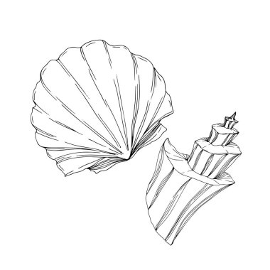 Vector Summer beach seashell tropical elements. Black and white engraved ink art. Isolated shells illustration element. clipart