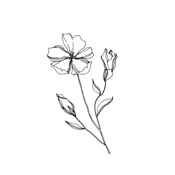Vector Flax floral botanical flowers. Black and white engraved ink art. Isolated flax illustration element.