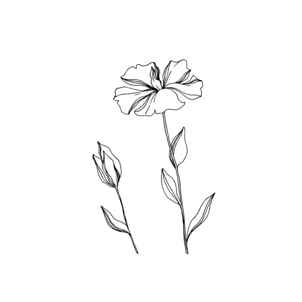 Вектор льону квіткові ботанічні квіти. Чорно-біле гравірування чорнила. Ізольований елемент ілюстрації льону . — стоковий вектор