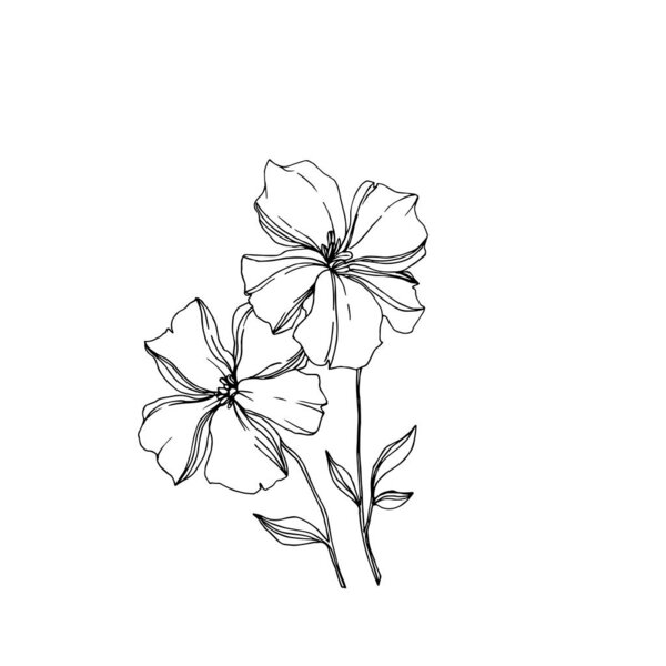 Vector Flax floral botanical flowers. Black and white engraved ink art. Isolated flax illustration element.