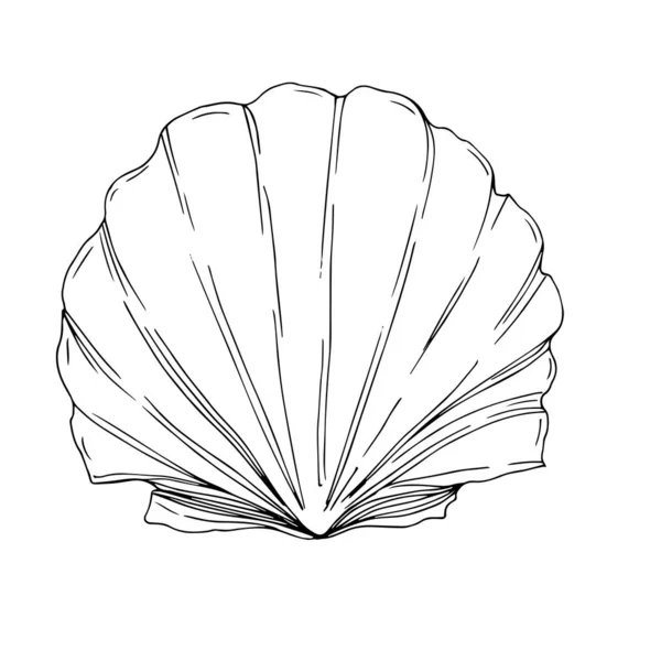 Vector zomer strand Seashell tropische elementen. Zwart-wit gegraveerd Ink Art. Geïsoleerde schelpen illustratie element. — Stockvector