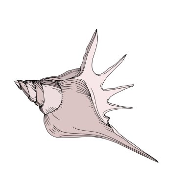 Vektör Yaz plaj deniz kabuğu tropikal unsurlar. Oyulmuş mürekkep sanatı. Yalıtılmış kabukları illüstrasyon elemanı.