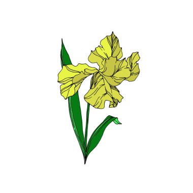 Vektör Iris çiçek botanik çiçekler. Siyah ve beyaz oyulmuş mürekkep sanatı. Yalıtılmış irises illüstrasyon elemanı.