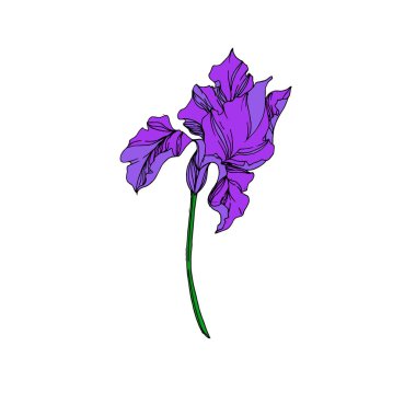 Vektör Iris çiçek botanik çiçekler. Siyah ve beyaz oyulmuş mürekkep sanatı. Yalıtılmış irises illüstrasyon elemanı.