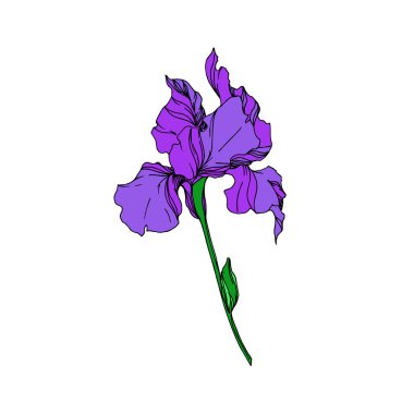 Vektör Iris çiçek botanik çiçekler. Siyah ve beyaz oyulmuş mürekkep sanatı. Yalıtılmış irises illüstrasyon elemanı.