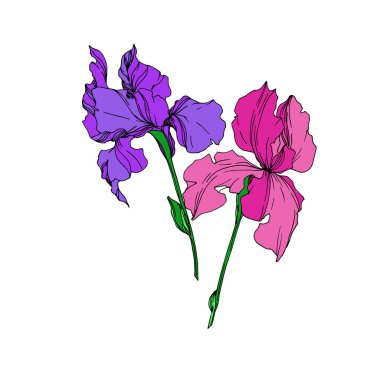 Vektör Iris çiçek botanik çiçekler. Siyah ve beyaz oyulmuş mürekkep sanatı. Yalıtılmış irises illüstrasyon elemanı.