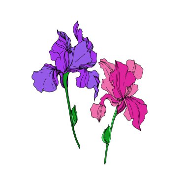 Vektör Iris çiçek botanik çiçekler. Siyah ve beyaz oyulmuş mürekkep sanatı. Yalıtılmış irises illüstrasyon elemanı.