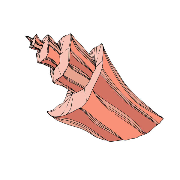 Vector Summer beach seashell tropical elements. Engraved ink art. Isolated shells illustration element.