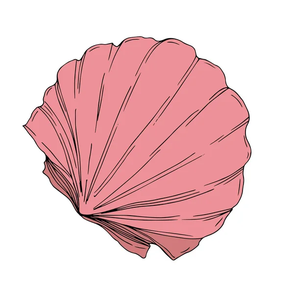 Vector Summer beach seashell tropical elements. Engraved ink art. Isolated shells illustration element. — Stock Vector