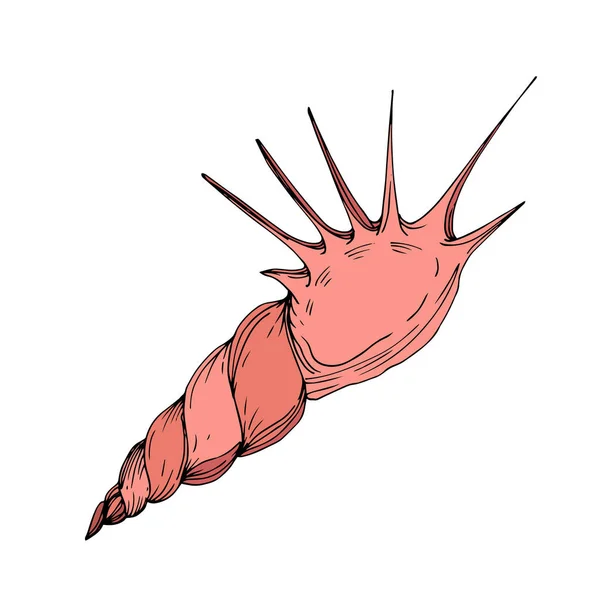 Vektor Sommer Strand Muschel tropischen Elementen. Tuschebilder. Isolierte Granaten illustrieren Element. — Stockvektor