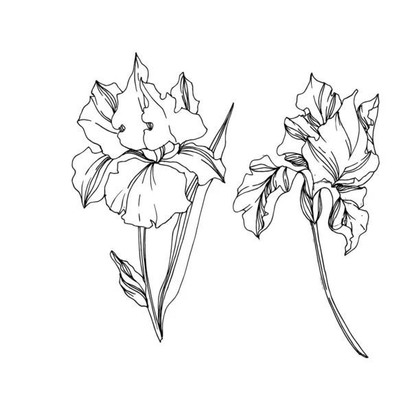 Vector Iris flores botânicas florais. Tinta gravada a preto e branco. íris isoladas elemento ilustrativo . — Vetor de Stock