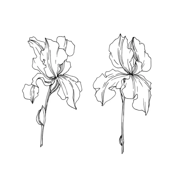 Vektor Iris blommiga botaniska blommor. Svart och vit graverad bläck konst. Isolerade Iris illustration element. — Stock vektor