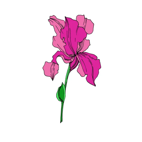 Vecteur Iris fleurs botaniques florales. Encre gravée en noir et blanc. Iris isolé élément d'illustration . — Image vectorielle
