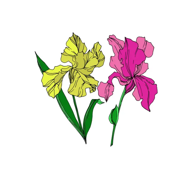 Fiori botanici floreali del vettore Iris. Inchiostro inciso in bianco e nero art. Elemento di illustrazione delle iridi isolate . — Vettoriale Stock
