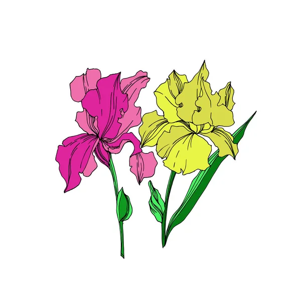 Vektor Iris bunga botani bunga. Seni tinta berukiran hitam dan putih. Unsur ilustrasi iris yang terisolasi . - Stok Vektor