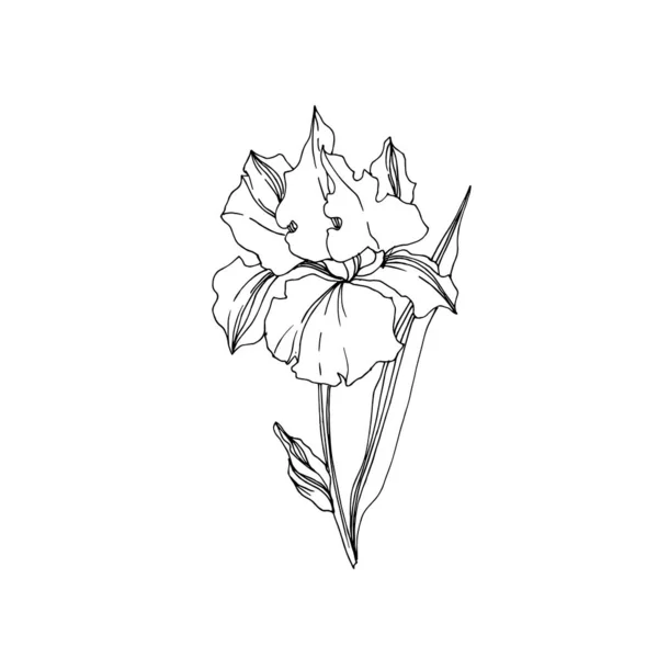 Vector Iris flores botánicas florales. Tinta grabada en blanco y negro. Elemento ilustrativo de iris aislado . — Vector de stock