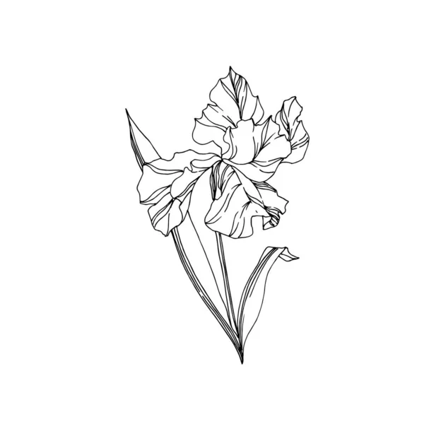 Vektor-Iris florale botanische Blumen. Schwarz-weiß gestochene Tuschekunst. isolierte Iris Illustrationselement. — Stockvektor