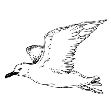 Vector Sky bird seagull in a wildlife isolated. Black and white engraved ink art. Isolated seagull illustration element. clipart