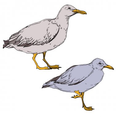 Vektör Gökyüzü kuş martı izole bir yaban hayatı. Siyah ve beyaz oyulmuş mürekkep sanatı. İzole martı illüstrasyon elemanı.