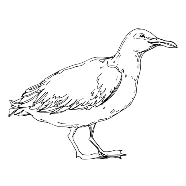 Vektorový ptačí pták v odlehlé přírodě. Černé a bílé ryté inkoustem. Izolovaný prvek izolovaného seagullu. — Stockový vektor