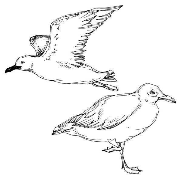 Vector Sky bird seagull in a wildlife isolated. Black and white engraved ink art. Isolated seagull illustration element.