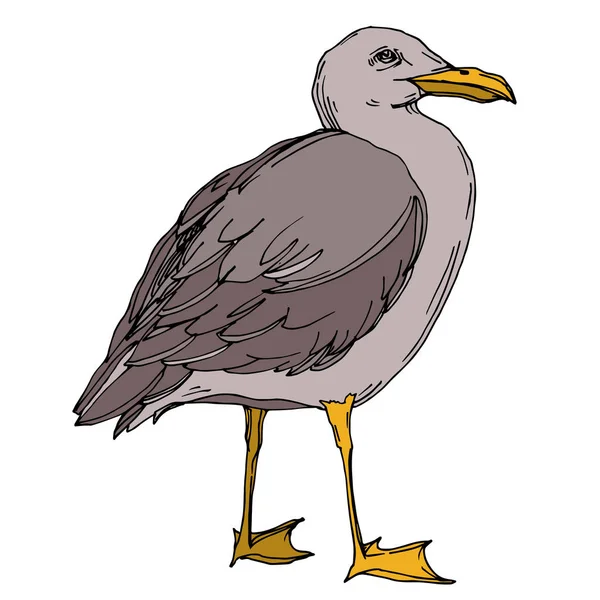 Vector Oiseau céleste mouette dans une faune isolée. Encre gravée en noir et blanc. Élément d'illustration isolé de mouette . — Image vectorielle