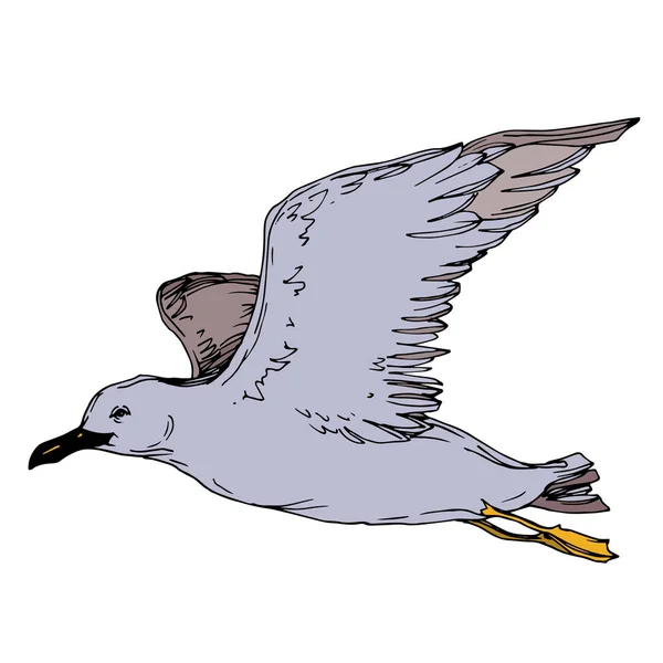Vector Sky vogel zeemeeuw in een Wildlife geïsoleerd. Zwart-wit gegraveerd Ink Art. Geïsoleerde Seagull illustratie element. — Stockvector