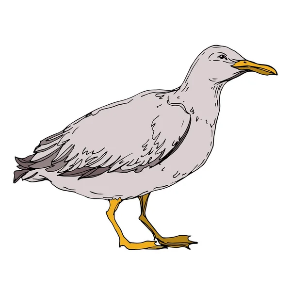 Vector niebo ptak Seagull w dzikiej przyrody na białym tle. Czarno-biała grawerowana sztuka atramentu. Mewa na białym tle element ilustracji. — Wektor stockowy