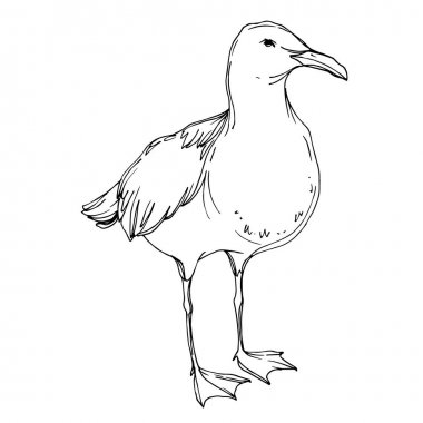 Vektör Gökyüzü kuş martı izole bir yaban hayatı. Siyah ve beyaz oyulmuş mürekkep sanatı. İzole martı illüstrasyon elemanı.