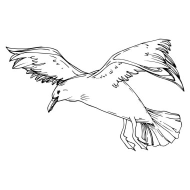 Sky bird seagull in a wildlife. Black and white engraved ink art. Isolated gull illustration element. clipart