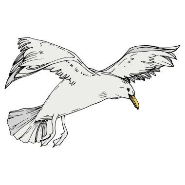 Sky bird seagull in a wildlife. Black and white engraved ink art. Isolated gull illustration element. clipart