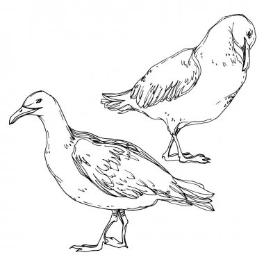 Vektör Gökyüzü kuş martı bir yaban hayatı içinde. Siyah ve beyaz oyulmuş mürekkep sanatı. İzole martı illüstrasyon elemanı.