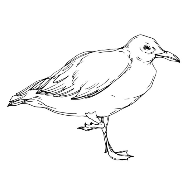 Векторная чайка в изолированной дикой природе. Черно-белый рисунок чернил. Изолированный элемент иллюстрации чайки
.