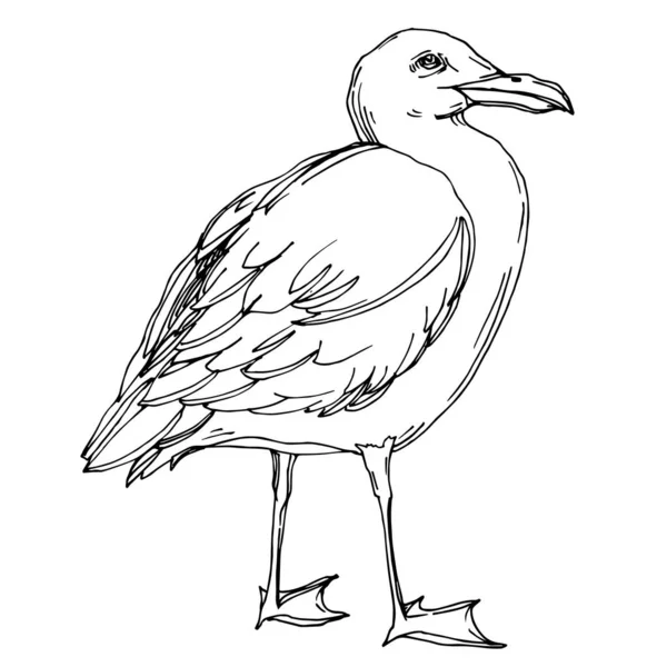 Vektorový ptačí pták v odlehlé přírodě. Černé a bílé ryté inkoustem. Izolovaný prvek izolovaného seagullu. — Stockový vektor