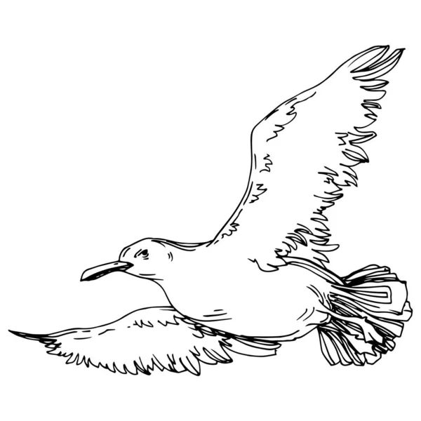 Gaviota pájaro cielo en una vida silvestre. Tinta grabada en blanco y negro. Elemento ilustrativo de gaviota aislada . — Vector de stock