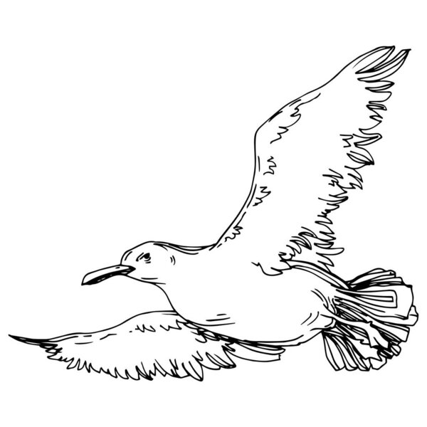 Sky bird seagull in a wildlife. Black and white engraved ink art. Isolated gull illustration element.