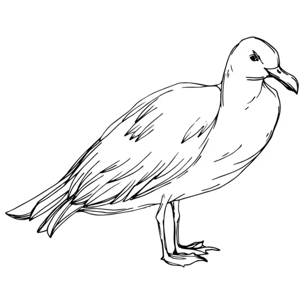 Niebo ptak Seagull w dzikiej przyrody. Czarno-biała grawerowana sztuka atramentu. Izolowany element ilustracji. — Wektor stockowy