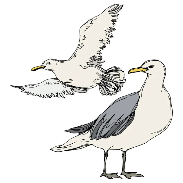 Niebo ptak Seagull w dzikiej przyrody. Czarno-biała grawerowana sztuka atramentu. Izolowany element ilustracji. — Wektor stockowy